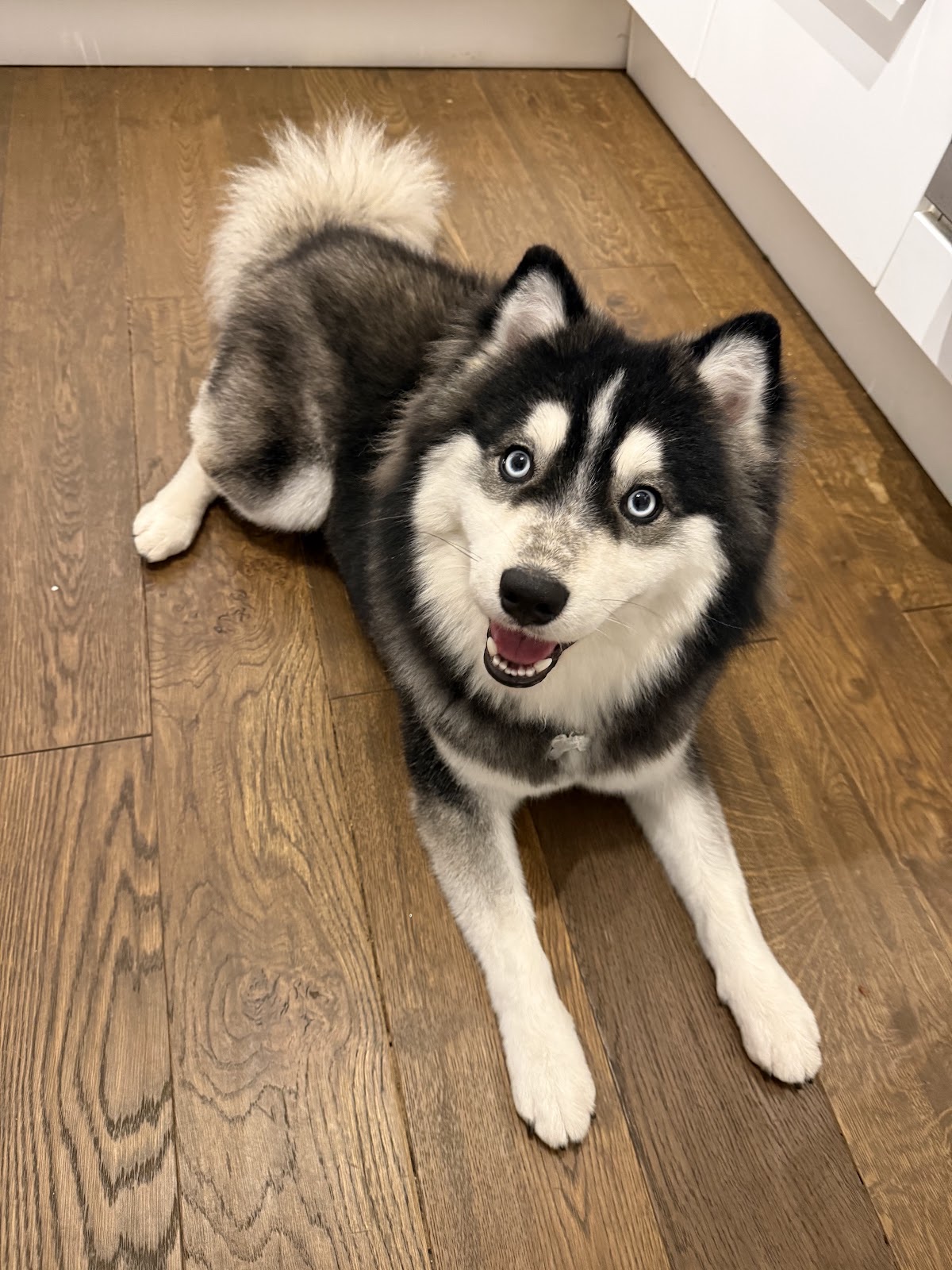 Scullywaggs Dog Grooming in Hayes London