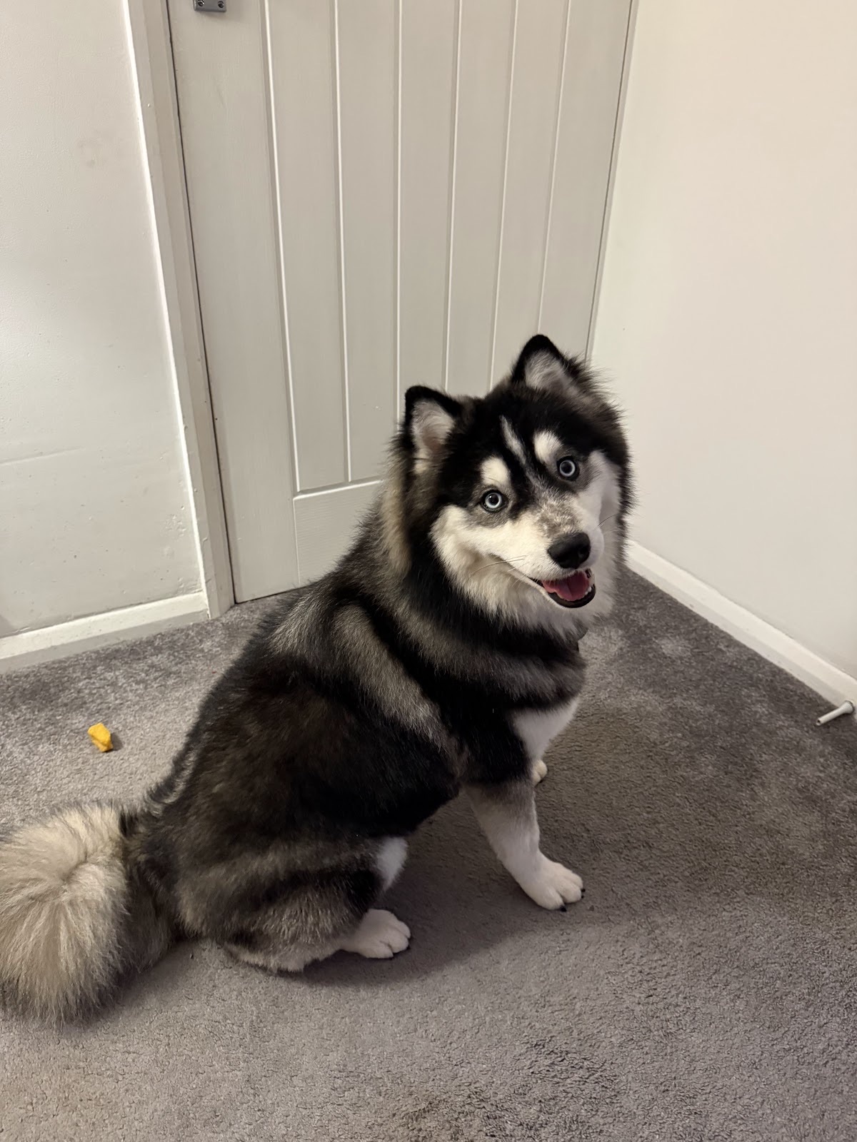 Scullywaggs Dog Grooming in Hayes London