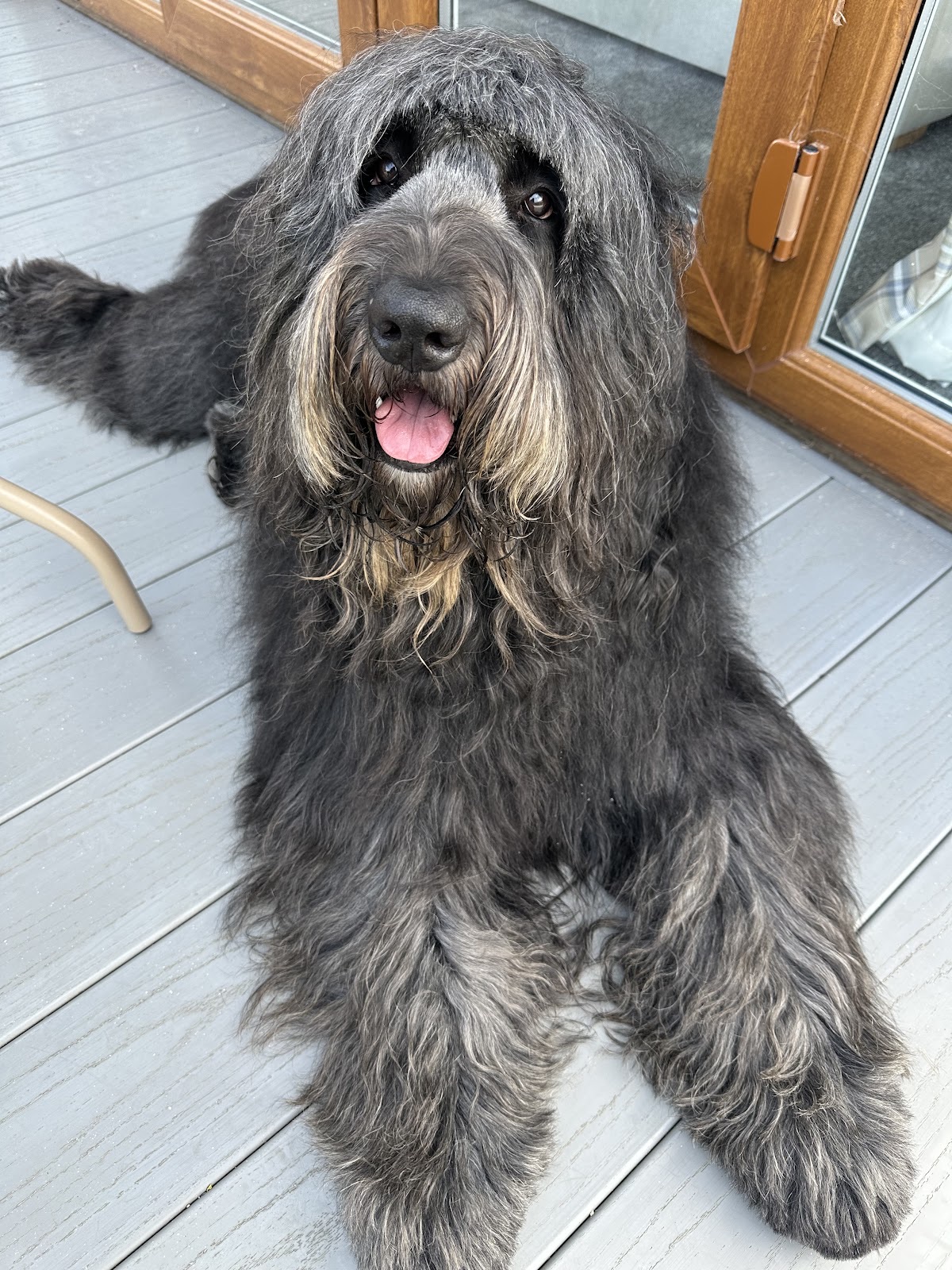 Scullywaggs Dog Grooming in Hayes London