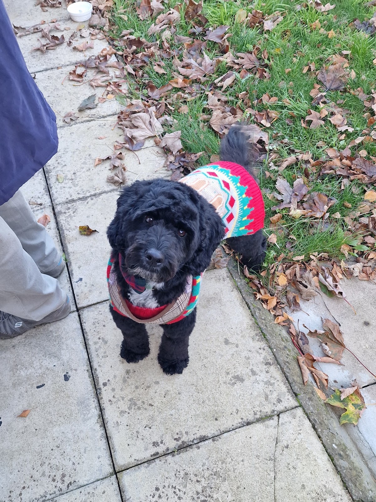 Scullywaggs Dog Grooming in Hayes London