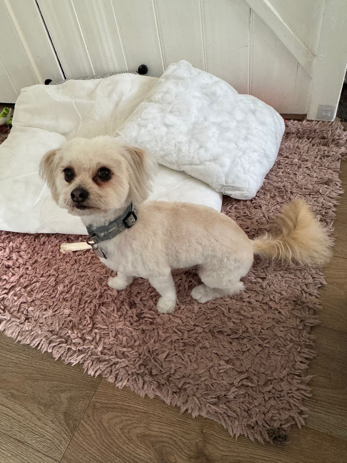 Scullywaggs Dog Grooming in Hayes London